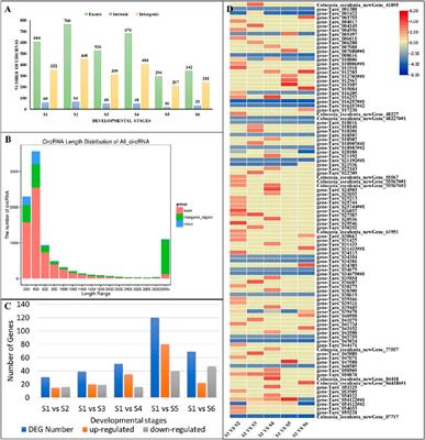 Comparative Transcriptome Sequencing of Taro Corm Development With a Focus on the Starch and Sucrose Metabolism Pathway